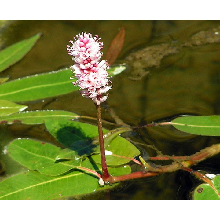 Polygonum amphibium