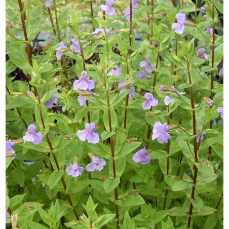 Mimulus ringens