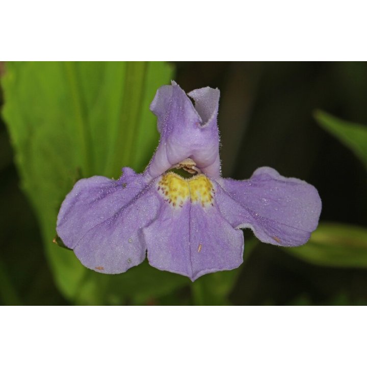 Mimulus ringens