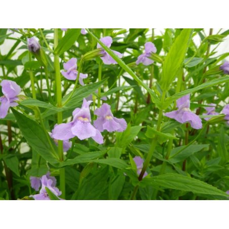 Mimulus ringens
