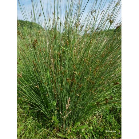 Juncus inflexus