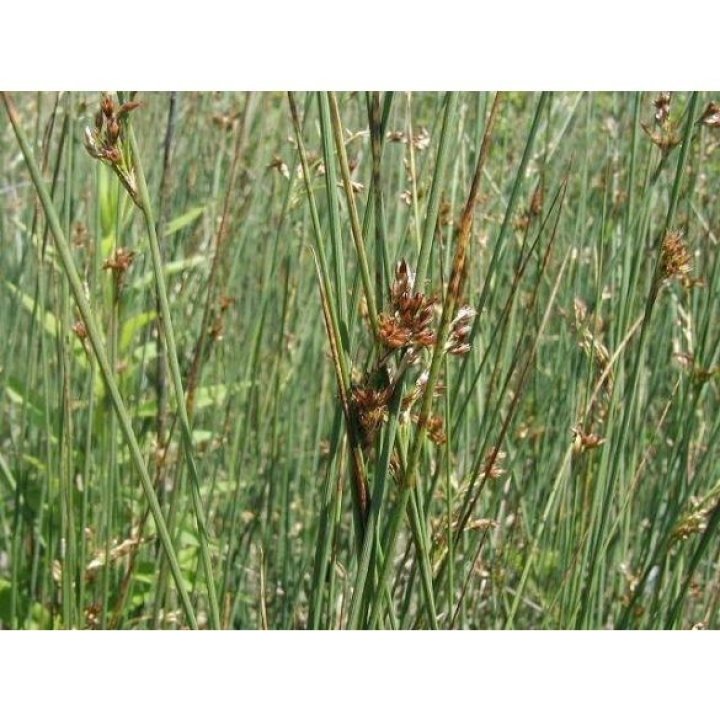 Juncus inflexus