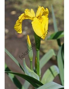 Iris pseudacorus