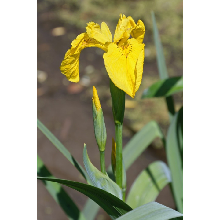 Iris pseudacorus