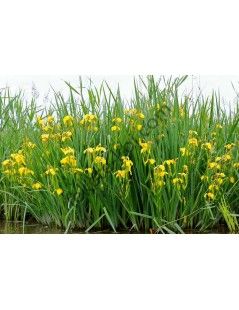 Iris pseudacorus