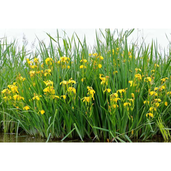Iris pseudacorus
