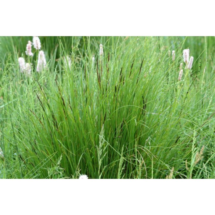 Carex nigra