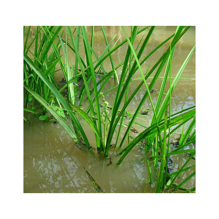 Sparganium erectum