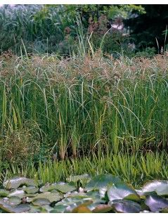 Cyperus longus