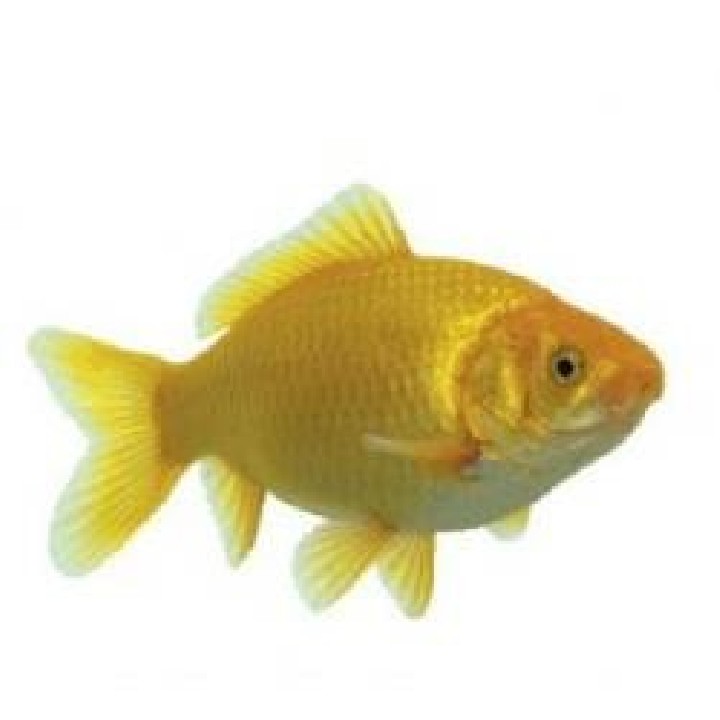 Carasi aurii galben (Yellowfish) 7-10 cm