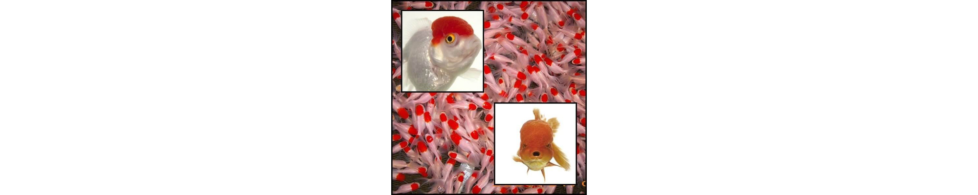 Oranda