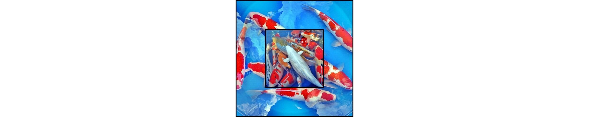 Koi A