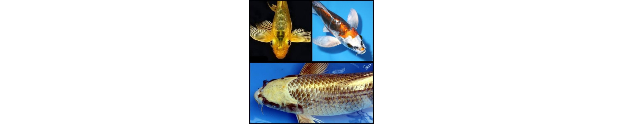 Koi Butterfly