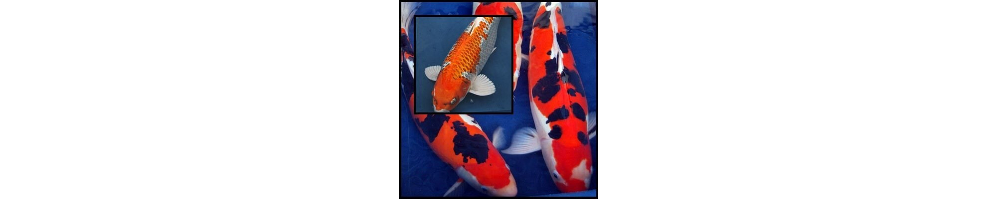Crapi Koi Handpick Ollandez