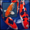 Crapi Koi Handpick Ollandez