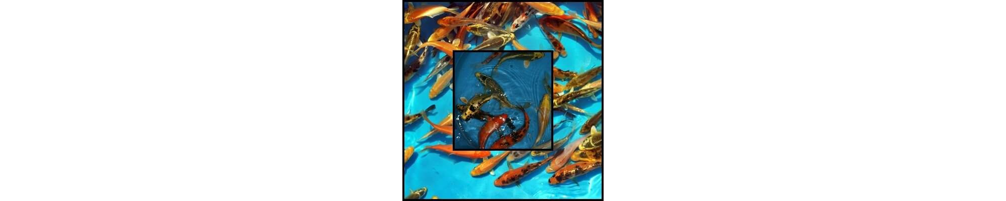 Koi Standard