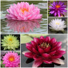 Nufar de iaz Nymphaea