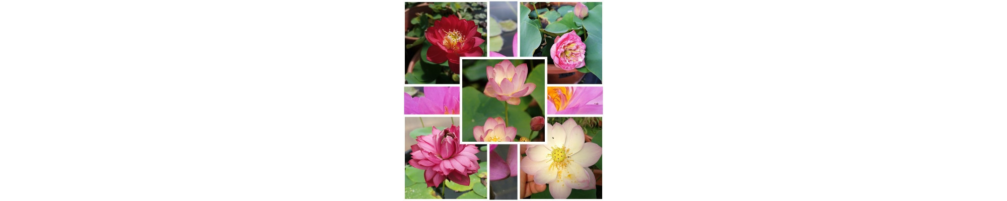 Nelumbo lotus de iaz