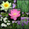 Plante de iaz