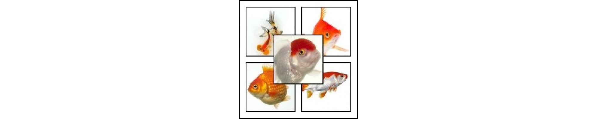 Carasi aurii ( Goldfish)
