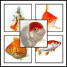 Carasi aurii ( Goldfish)