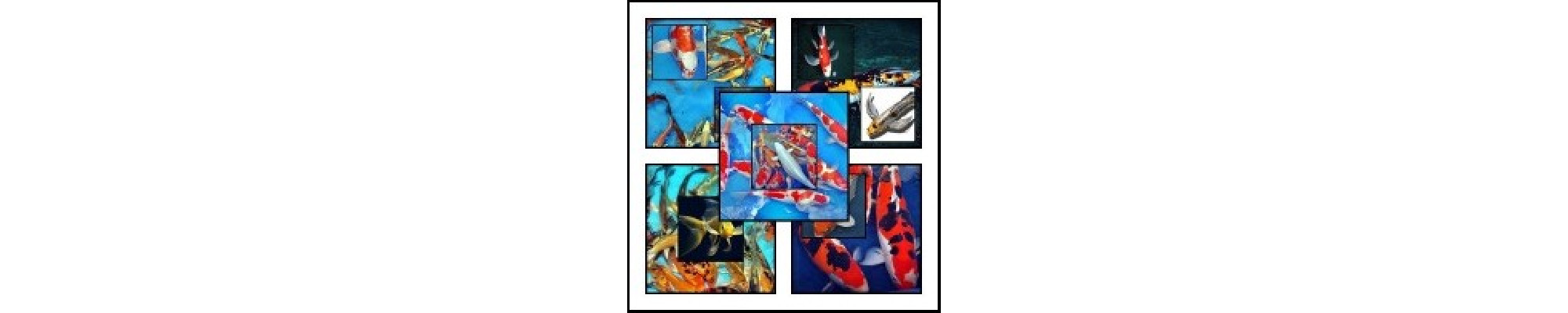 Crapi koi (Japonezi)