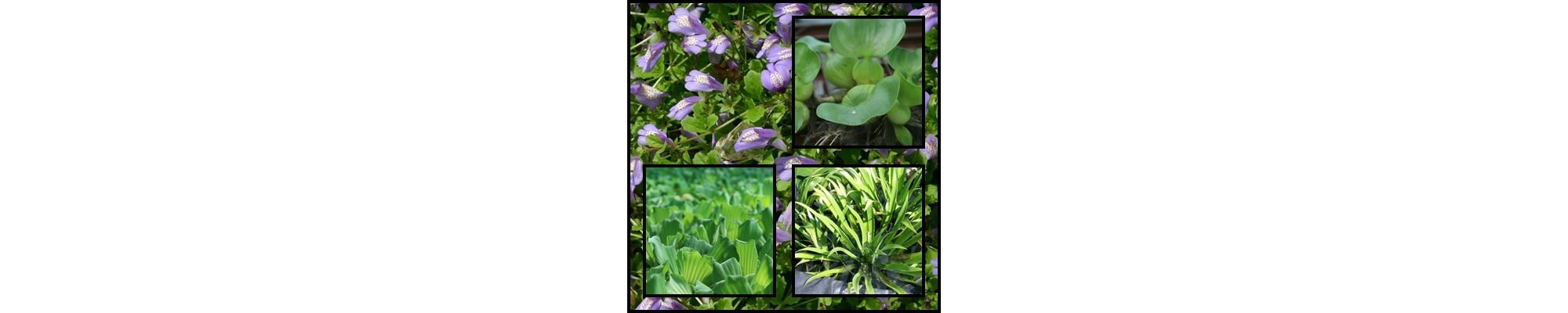 Plante plutitoare