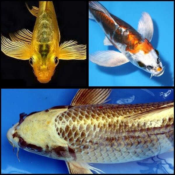 Koi Butterfly
