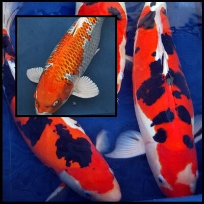 Crapi Koi Handpick Ollandez