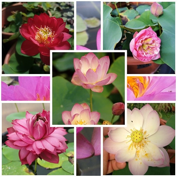 Nelumbo lotus de iaz