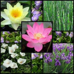 Plante de iaz