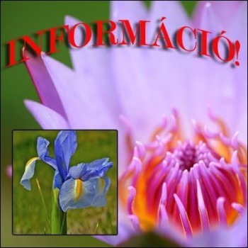 INFORMATII
